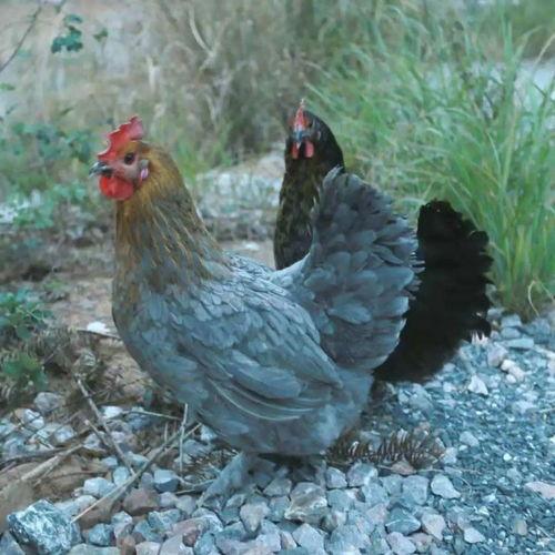 带你吃瓜之巫鸡,带你吃瓜之巫鸡背后的神秘故事