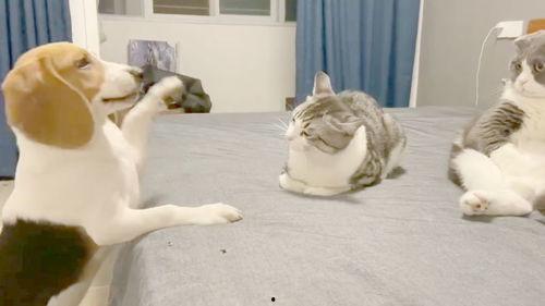 隔壁吃瓜,揭秘邻里间的八卦风云