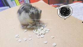 仓鼠可以吃绿瓜,仓鼠的天然美食选择