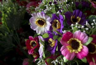 料花为什么看背压,背压在植物生长中的关键作用