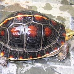 网红乌龟哥头像可爱,治愈系萌宠的可爱魅力