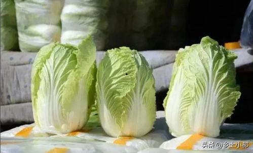 白菜头条,聚焦时事热点，解码社会现象